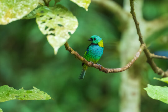 Vibrant Green-headed Tanager (Tangara seledon) perched on a vine near bromeliads in the Atlantic Forest, Brazil.
