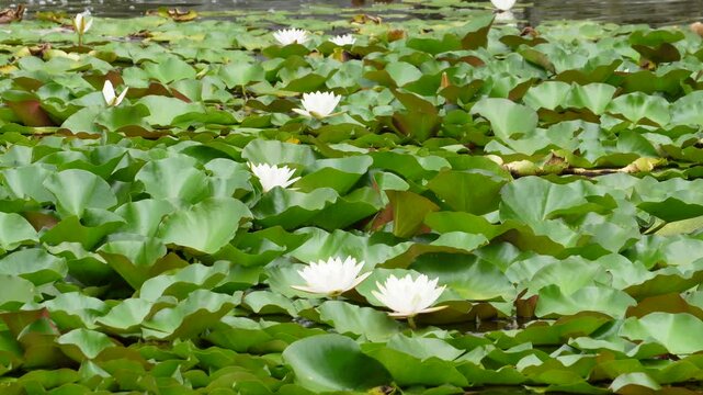 水面を覆う鮮やかな緑の葉と白い睡蓮の花（自然背景素材）