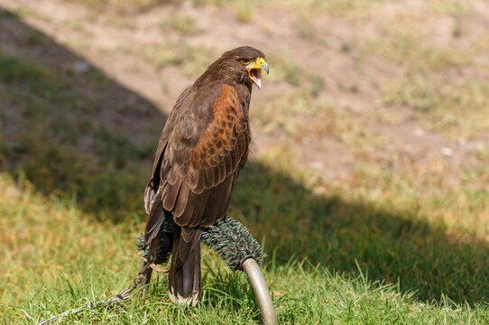 Majestic Harris's hawk perched, showing its brown and reddish plumage. Trained for bird control at Mariscal Sucre Airport.