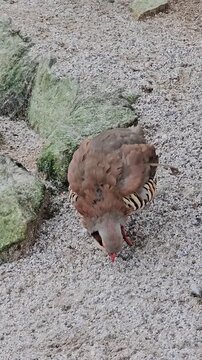 Chukar partridge searching for food in a rocky outdoor environment.