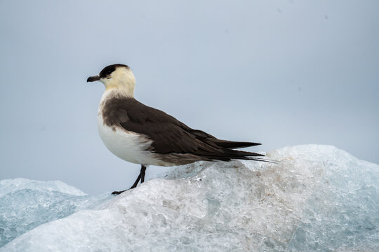 Pomarine jaeger (Stercorarius pomarinus) perched on an iceberg at Monacobreen, Svalbard, Norway