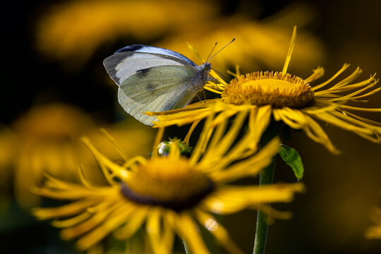 Small white butterfly (Pieris rapae) feeding on yellow inula flower nectar