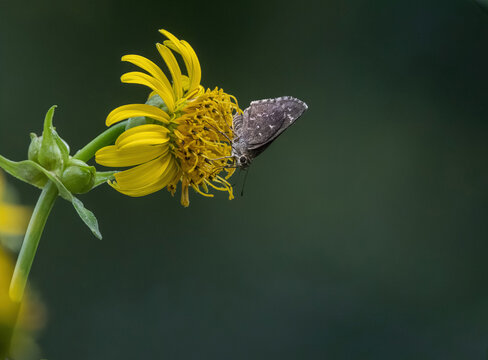 Bell's Roadside Skipper Butterfly (Amblyscirtes belli) Nectaring on Yellow Cup Plant Flower (Silphium perfoliatum)