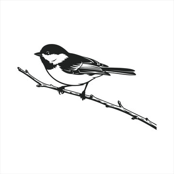 Vector illustration of a black capped chickadee bird perched on a branch