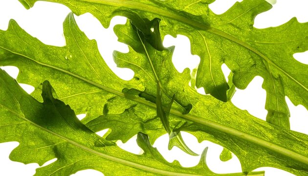 Close up of fresh green ivy leaves cluster.