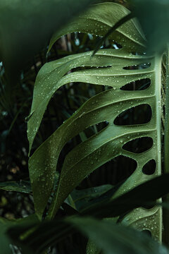 Monstera
