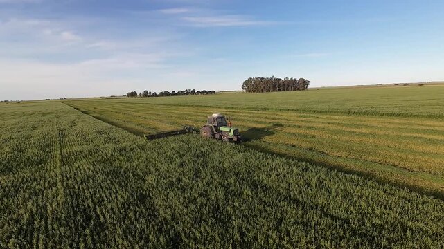 Wheat harvesting work with a tractor