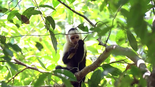 Capuchin Monkey in Tropical Rainforest: A curious capuchin monkey with a distinctive white face and dark fur sits perched on a tree branch amidst lush green foliage.