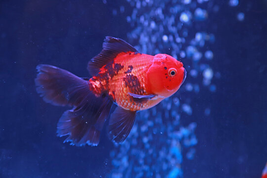 Close-up of an Orange and Black Ranchu Goldfish in a Blue Aquarium