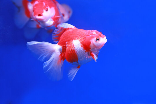 Close-up of a Red and White Ryukin Goldfish in a Blue Aquarium