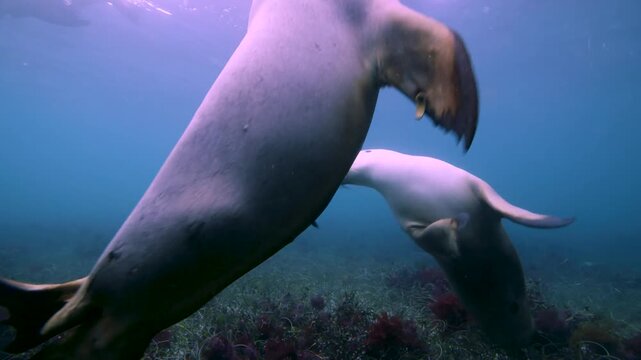Sea lion mother and pup underwater