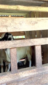 Domestic goats with long ears eating fresh green fodder from a wooden trough inside a rustic rural farm pen representing traditional livestock farming and animal husbandry