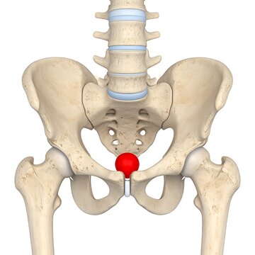 3D rendered human pelvis anatomy with highlighted sacrum.