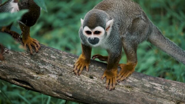 Squirrel Monkey on a Branch: A curious squirrel monkey with striking facial markings cautiously approaches along a tree branch, its small hands gripping the rough bark.