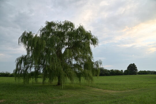 Clouds Over a Weeping Willow Tree in a Field
