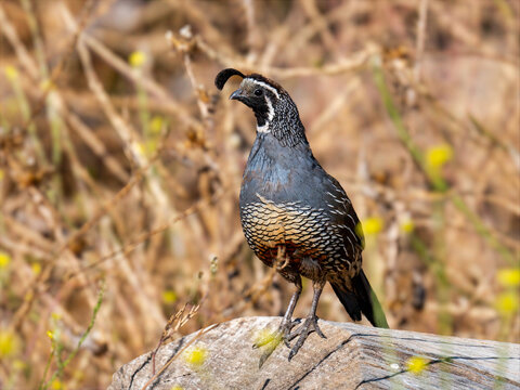 California quail perched on a log in dry grassland habitat