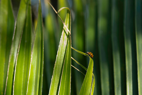 Ladybird walking on Licuala leaf
