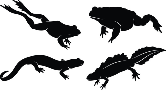 Black and white vector silhouette set of various amphibians including swimming frog toad salamander and crested newt