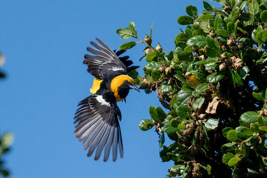 Hooded oriole in mid flight approaching leafy tree branch