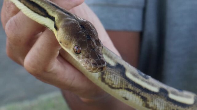 a man holding a baby  phyton snake 