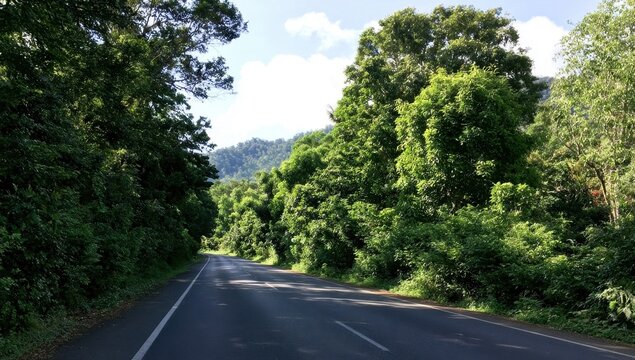 A paved road winding through a lush tropical forest with dense green foliage
