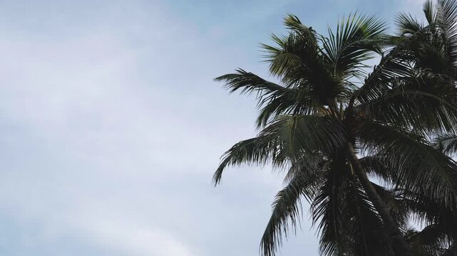 palm trees with cloudy sky