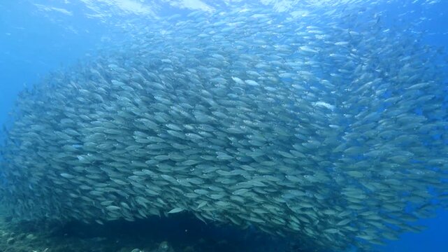 A School of Sardines in Clear Blue Water: Thousands of small, silver fish swim in a tight, synchronized school beneath the clear blue ocean surface, creating a mesmerizing underwater spectacle.