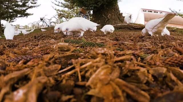 Little corellas foraging beneath a pine tree before fighting over food, filmed from ground level in Sydney, Australia.