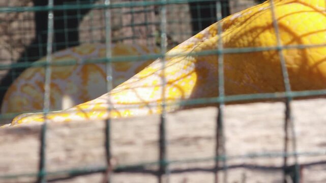 albino python in a cage	