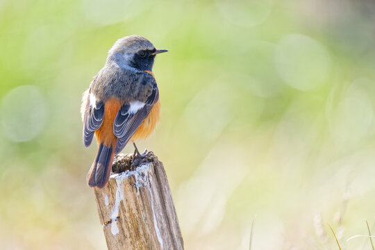 河原のお気に入りの杭に留まるジョウビタキ(Daurian Redstart)の雄