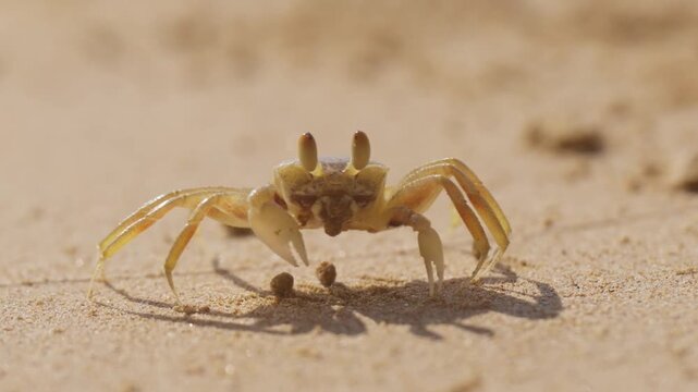Sand Crab on Sandy Shore: A tiny sand crab with protruding eyes scuttles across a sun-drenched sandy shore, its delicate legs leaving faint trails on the fine grains of sand.