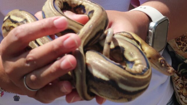 people  holding a baby  phyton snake 
