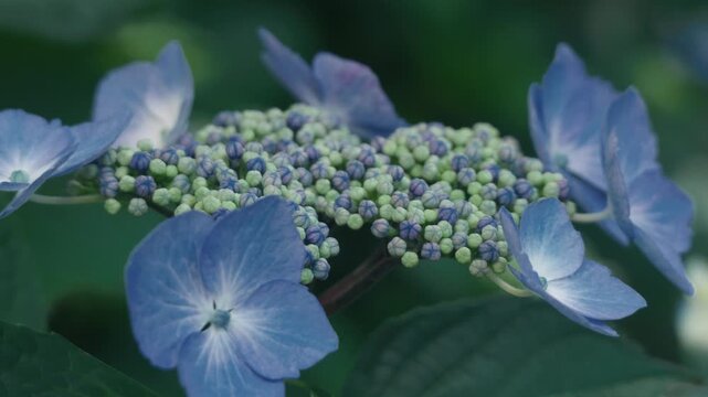 Light blue hydrangea flowers