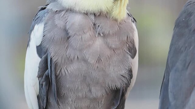 Close up of cockatiel bird feathers moving in wind as it stands still outdoors