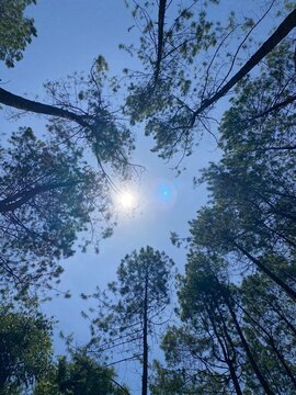 trees and sky