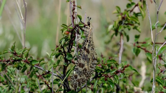 An adult Antlion perched amongst vegetation on an Italian hillside. Summer