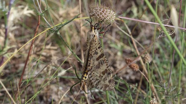 Closeup of an adult Antlion well camouflaged on a in Summer. Italy.