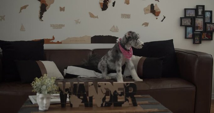 Cute merle Aussiedoodle standing on living room sofa while looking at camera, showcasing curious expression in cozy home interior with decorative furnishings indoors.