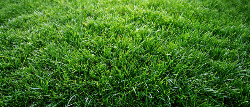 Green grass field lawn nature outdoor texture background plant spring fresh meadow vibrant green lawn texture background with dense grass blade creating natural outdoor meadow surface for garden