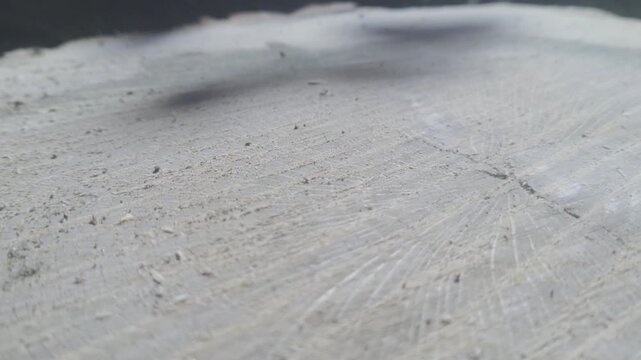 A static macro shot captures soft, slow leaf shadows moving gently across the detailed face of a raw cut wood trunk, showing fine sawdust specks, organic timber texture, and annual growth ring lines.