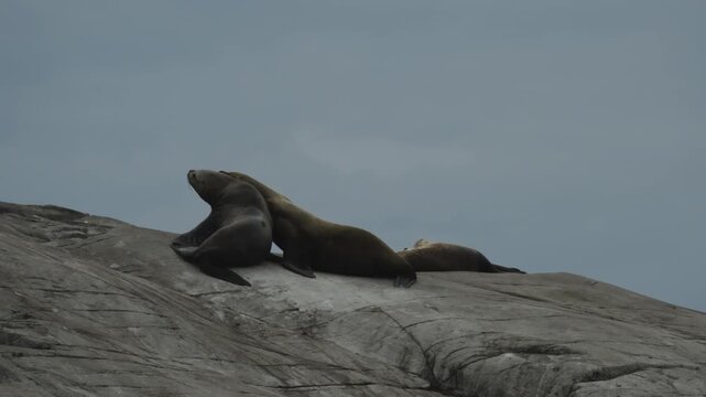 Three sea lions rest and gently jostle on a smooth gray rock under an overcast sky, with lazy interaction suggesting calm wildlife behavior.
