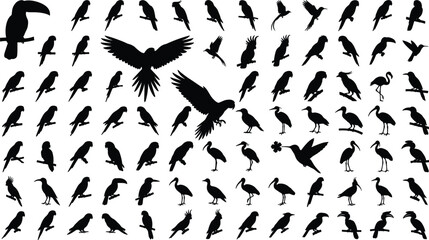Tropical Bird Silhouettes Vector Collection Featuring Parrots Toucans and Cockatoos © SabbirAhmed