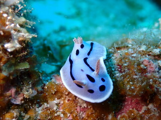 色鮮やかなサンゴ礁を這う美しいミゾレウミウシの水中マクロ写真 © INF.Blue