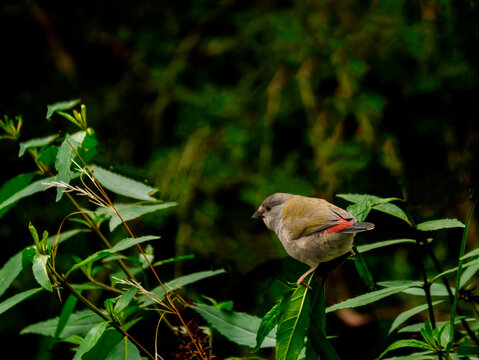  Firetail Finch Comes Out Of The Shadows