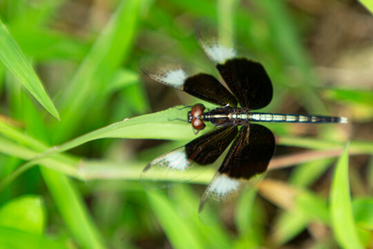 Black and white winged dragonfly perched on a vibrant green leaf.A high-quality close-up macro shot of a beautiful dragonfly resting peacefully on a lush green leaf.