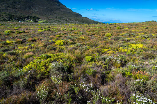 Scenic Landscape of Fynbos Wilderness in South Africa under Blue Sky