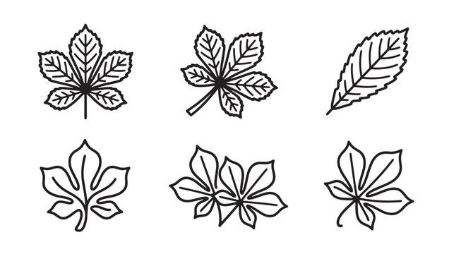 Collection of hand drawn horse chestnut tree leaves sketch with chestnut botanical illustration monochrome isolated background ornament decoration detailed minimalist woodland compound