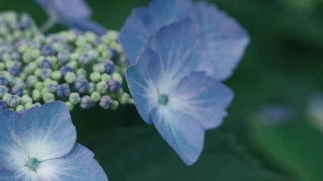 Light blue hydrangea flowers