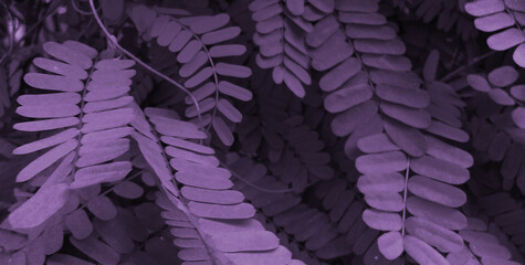 Pinnate compound leaves with striking purple hues. © STP PICTURE