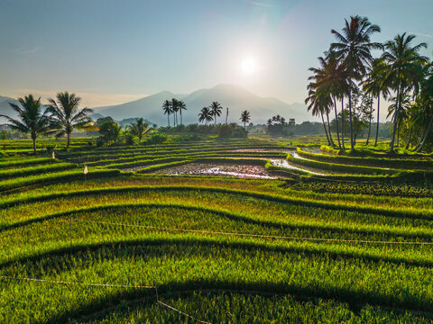Aerial view of Tegalalang rice terraces at sunrise with lush greenery, mist, and mountains in the background in Tegalalang, Bali, Indonesia.